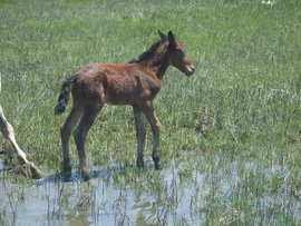 Grid horses 9