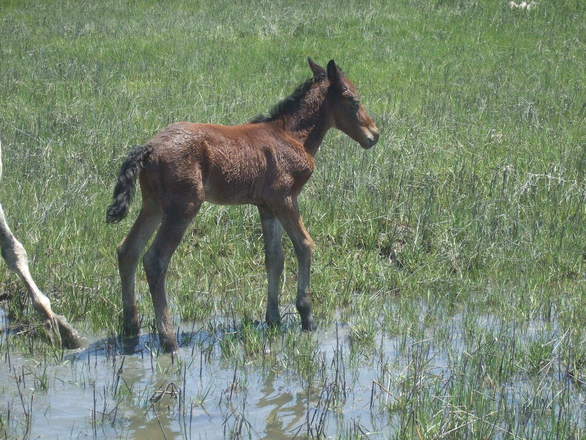 Wild Pony, Chincoteague Island, Virginia, United States of America