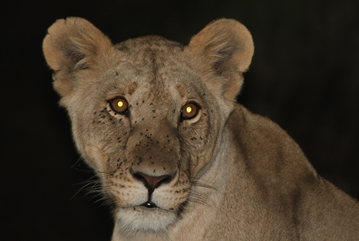 Lion, Kenya, Kenya