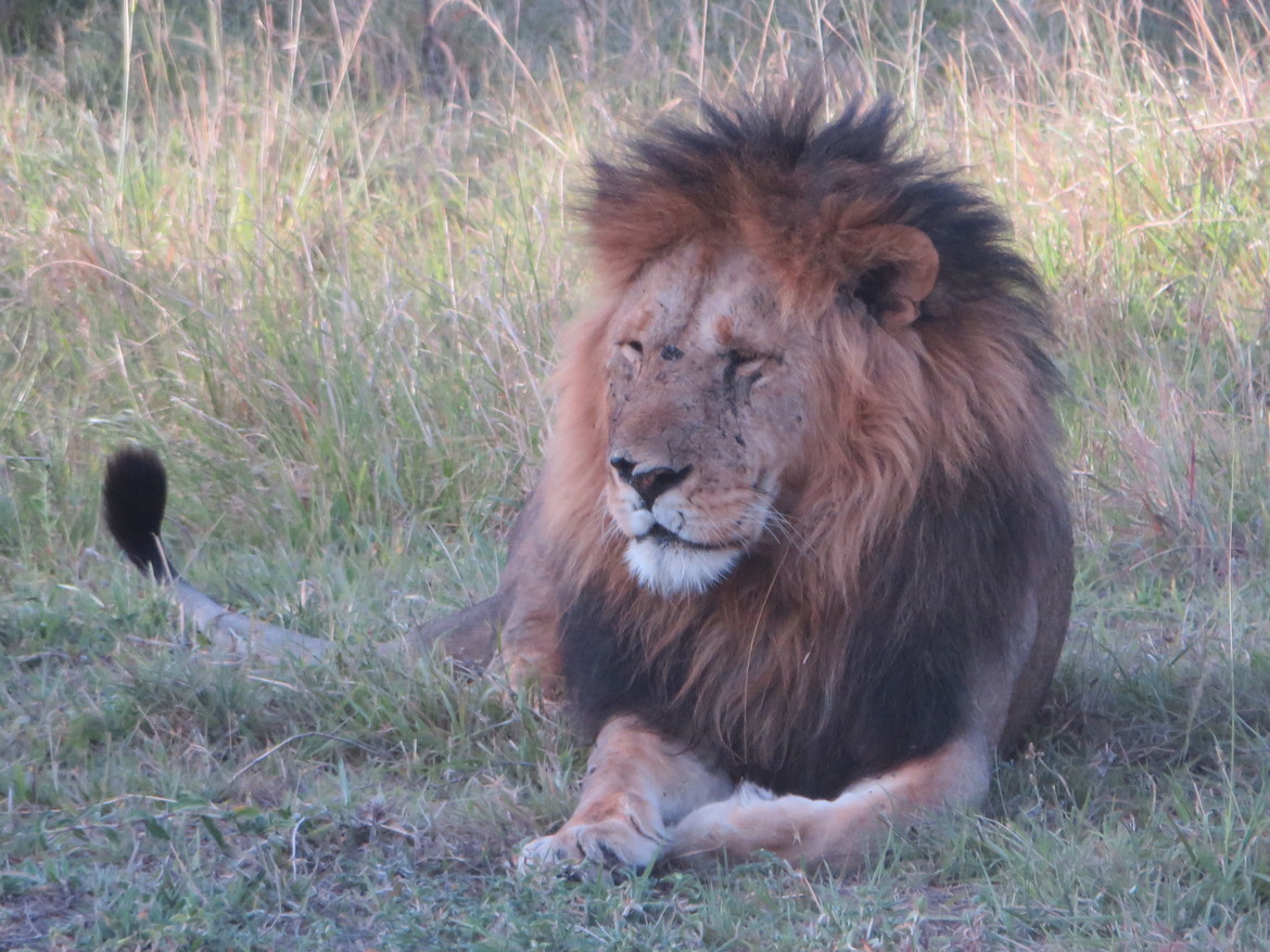 Lion, Masai Mara Park, Kenya