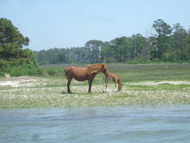Grid horses 10
