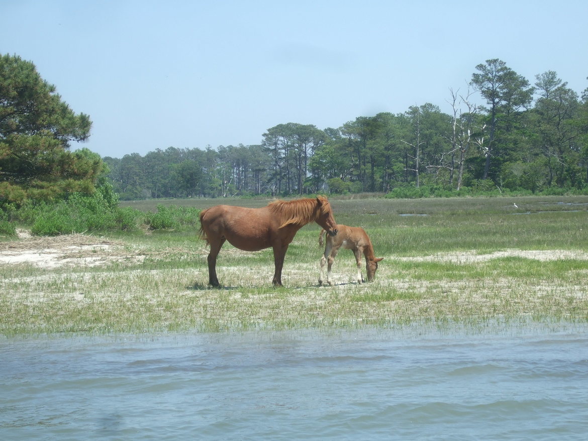 Wild Horses, Chincoteague Island, Virginia, United States of America