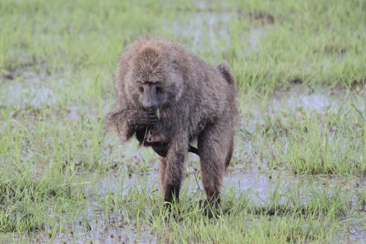 Monkey, Kenya, Kenya