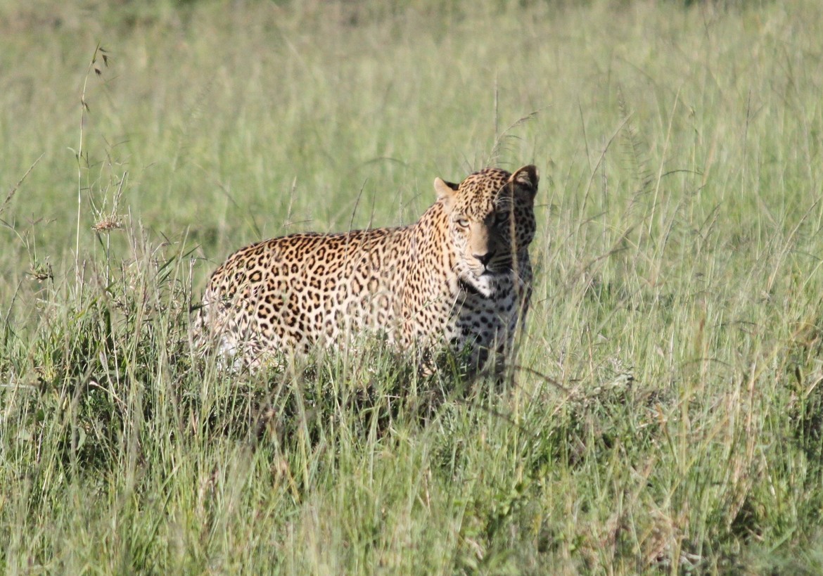 Leopard, Kenya, Kenya
