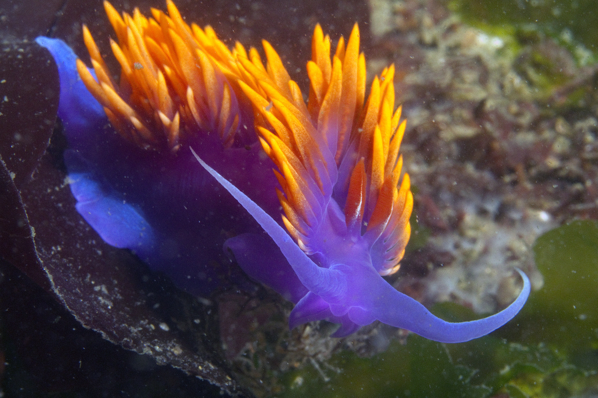 Spanish Shawl, Netarts Bay, Oregon, United States of America