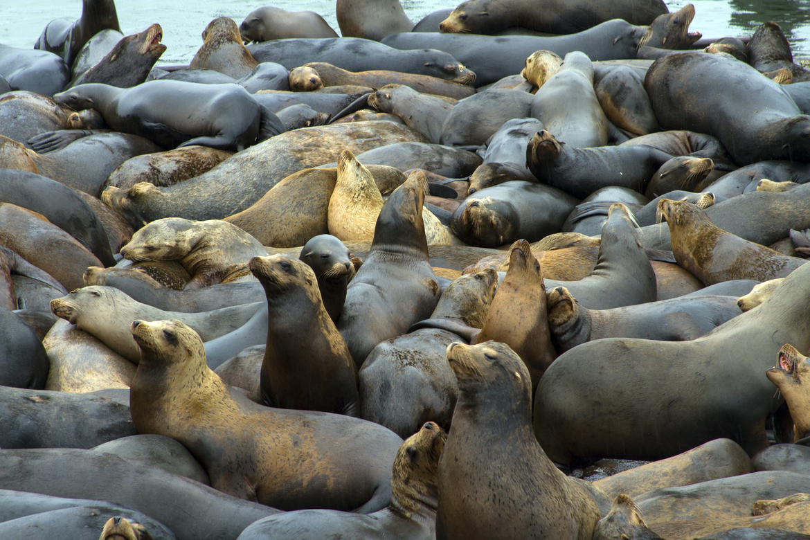 Stellar Sea Lion, Astoria Oregon, United States of America