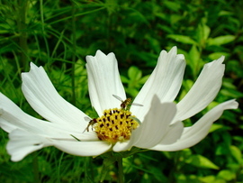 Grid dsc03132