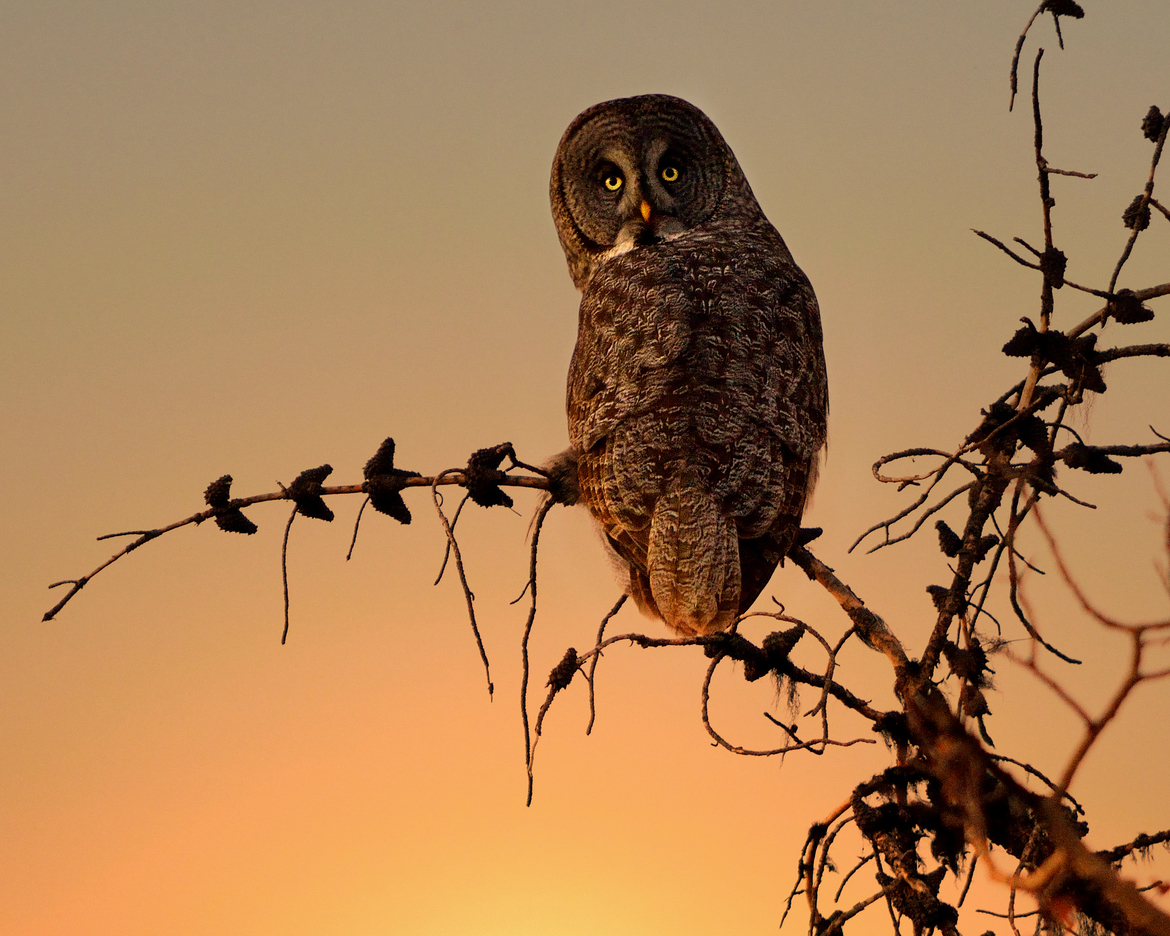 Great Grey Owl, 70 Mile House, British Columbia, Canada
