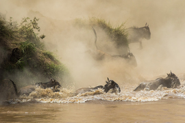 Grid 20150913 4233 wildebeest