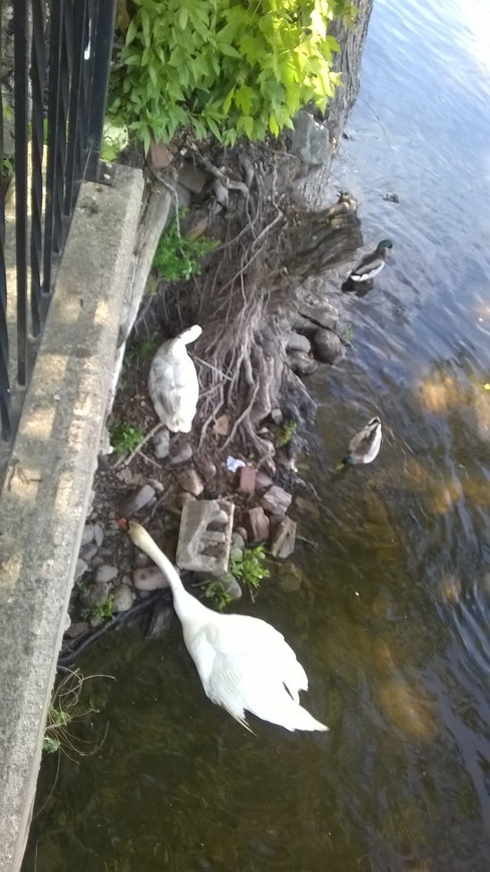 geese & ducks , New Hope, PA/ DELAWARE RIVER , United States of America