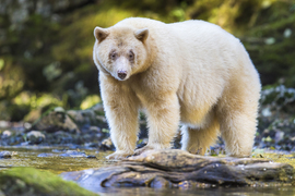 Grid 20161008 4971 spirit bear