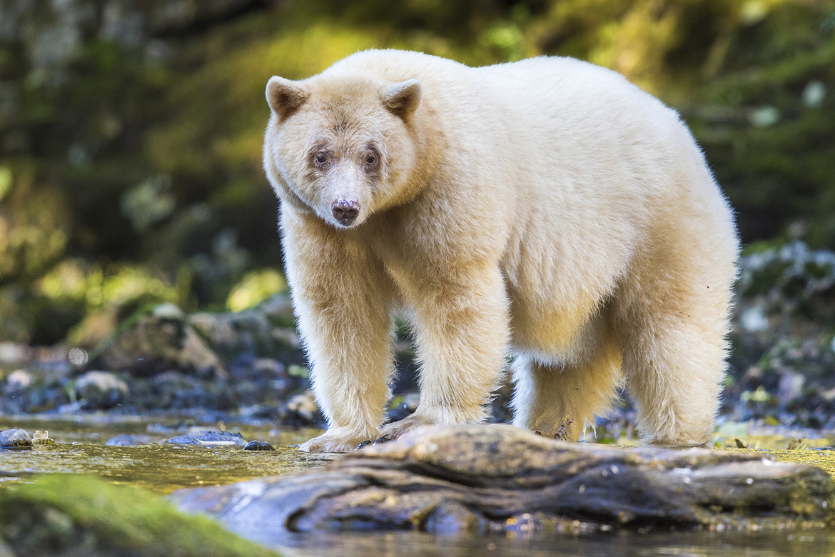 black bear/Kermode subspecies, Great Bear Rainforest, British Columbia, Canada