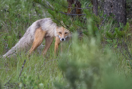 Grid pressy fox 1