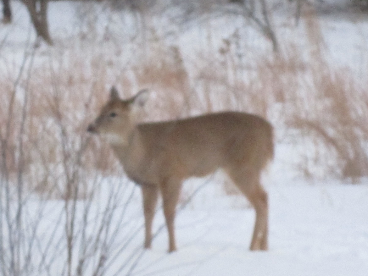 WHITE TAIL DEER, NORTHEAST INDIANA, United States of America
