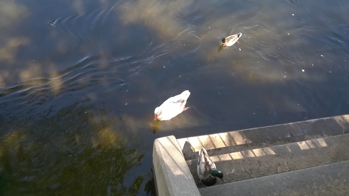 Geese & Ducks , New Hope, PA/ Delaware River, United States of America