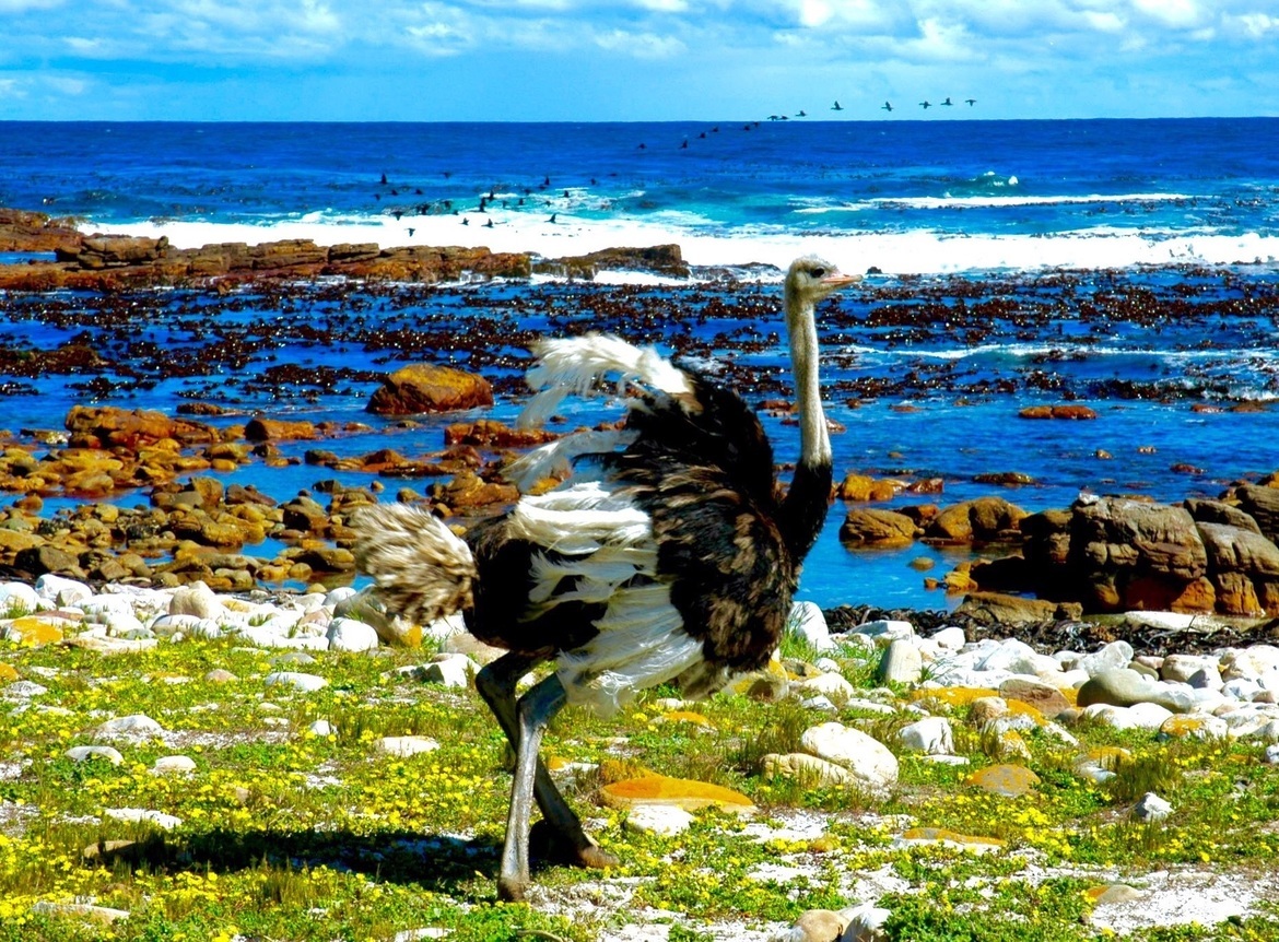 Ostrich, Cape of Good Hope, South Africa