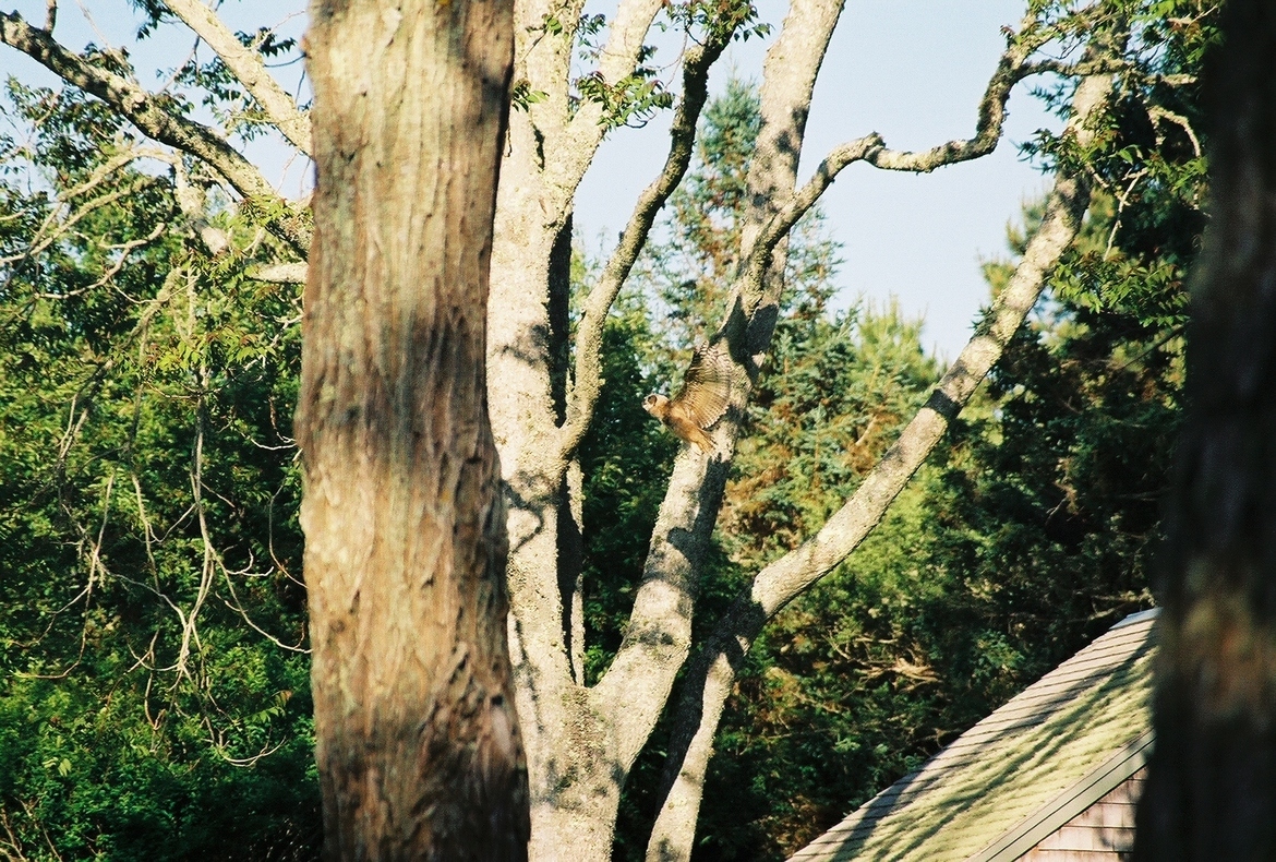 Owl, Chatham Mass, United States of America