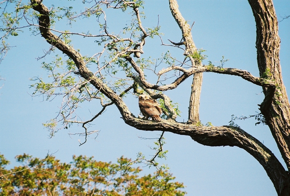 owl, Chatham Mass, United States of America