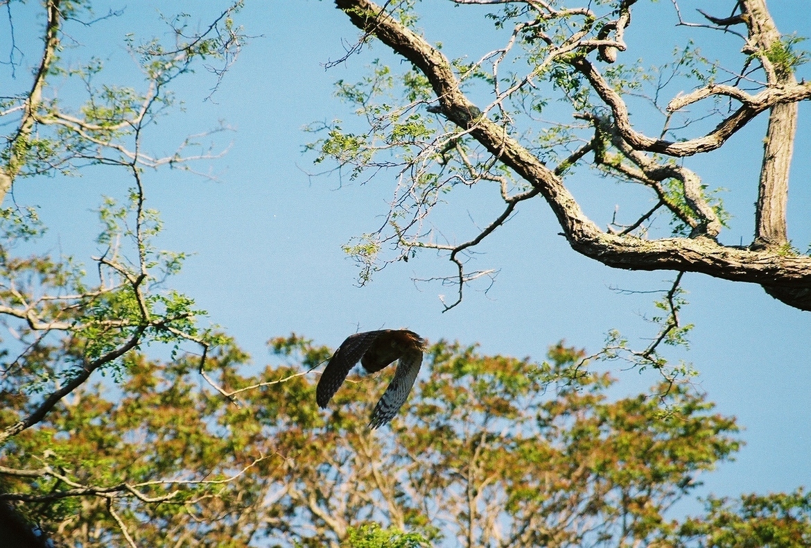 Owl, Chatham Mass, United States of America