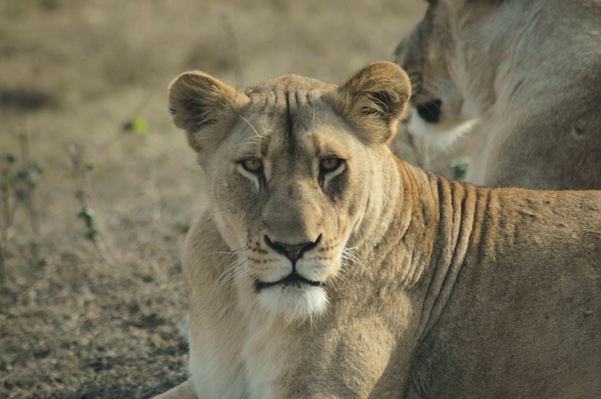 Lion, Phinda Game Reserve, South Africa