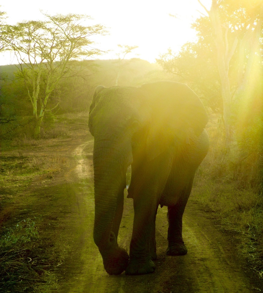 Elephant, Phinda Game Reserve, South Africa