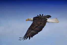 Grid fly like an eagle