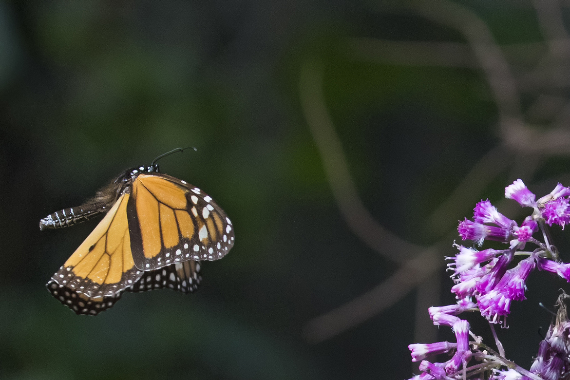 monarch butterfly, Sierra Chincua Butterfly Sanctuary, Mexico