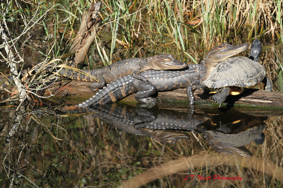 Alligator and Turtle, Gulf Islands National Seashore, Ocean Springs, Ms, United States of America
