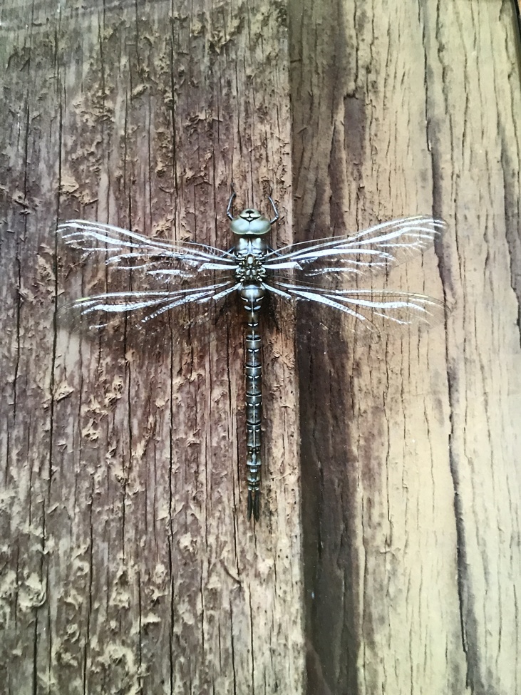 Dragonfly , Pinewood Springs , United States of America