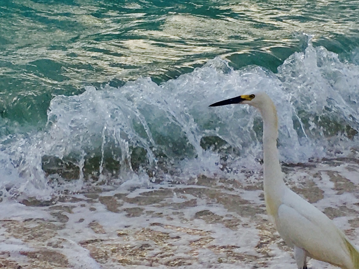 Egret, Sarasota county beach, United States of America