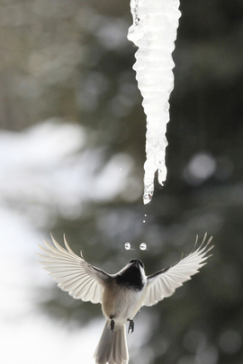Grid  mg 2271 chickadee
