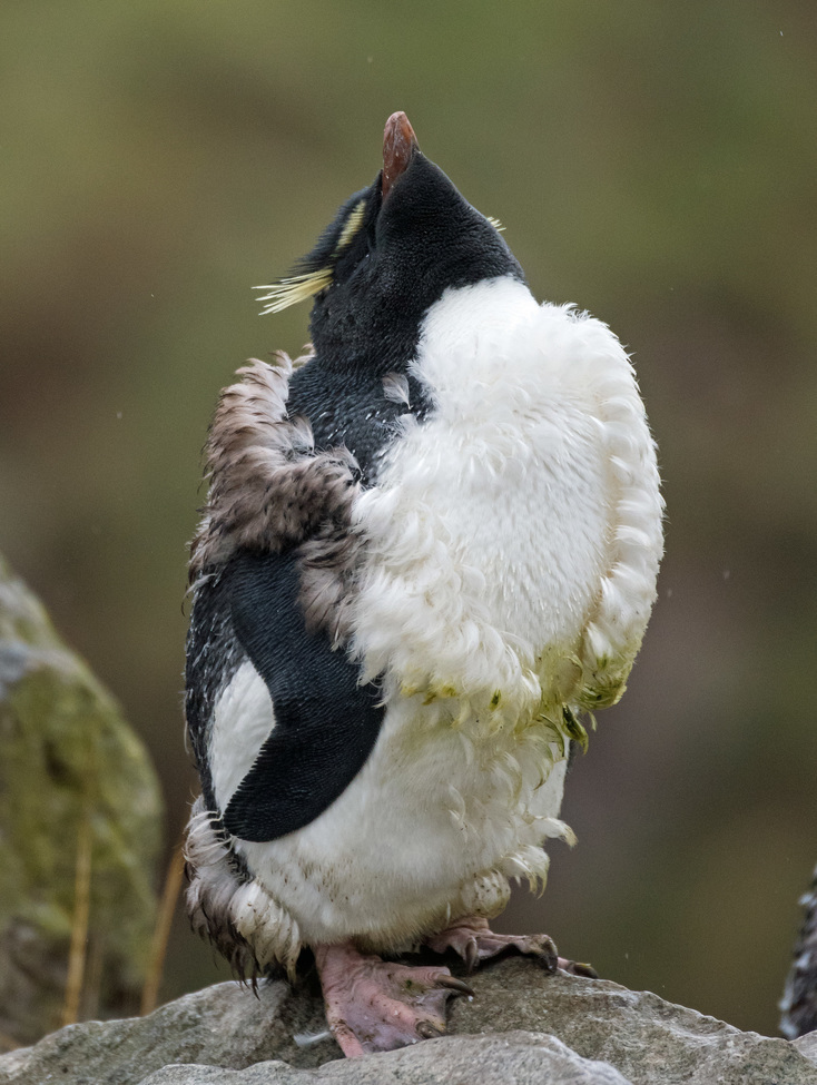Rockhopper Penguin, West Point Island, Falkland Islands (Malvinas)