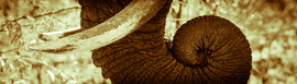 Grid elephant swirl cropped  1 of 1 
