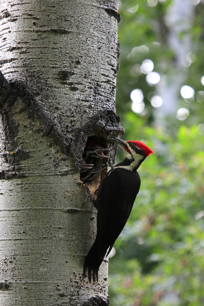 pileated woodpecker, Hylo Alberta  in my yard, Canada