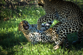 Grid leopards fight  1 of 1 