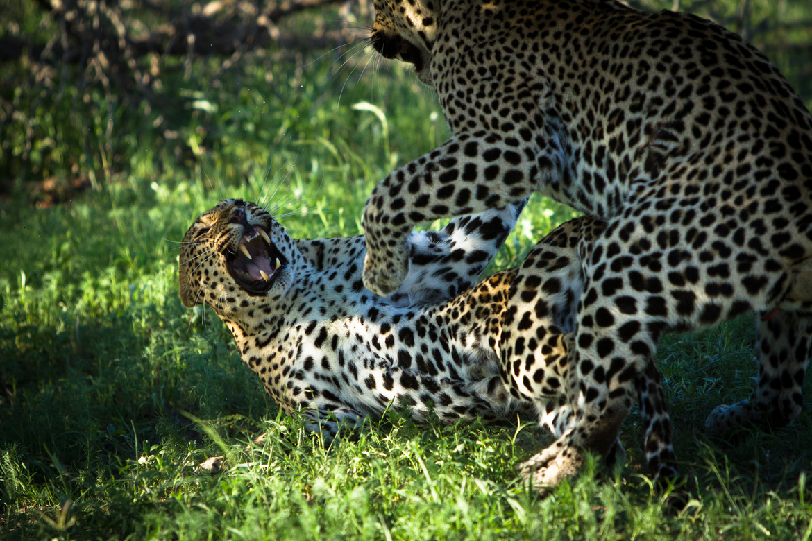 Leopard, londolozi, South Africa