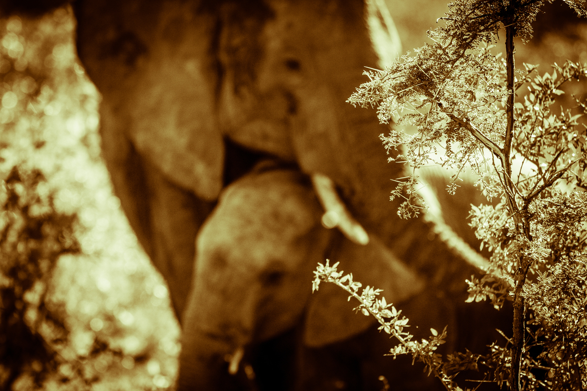 elephant, londolozi, South Africa