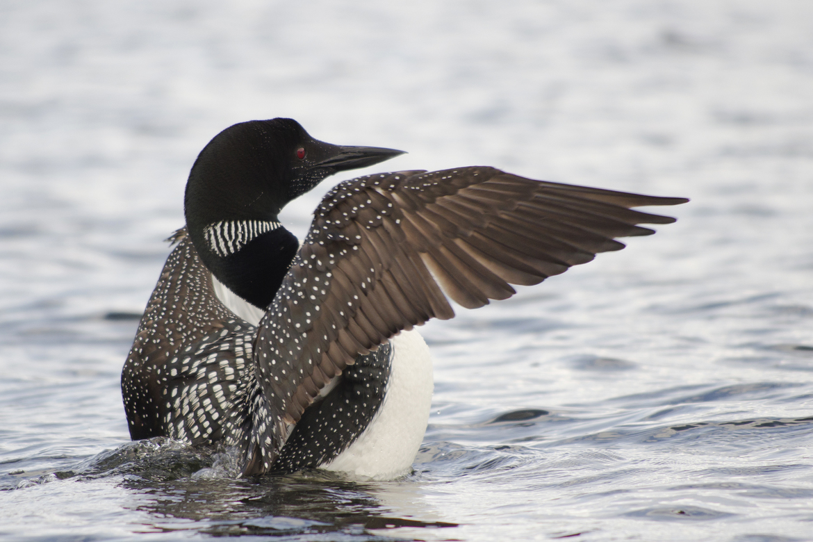 loon, lake Baptiste near Bancroft, Ontario, Canada