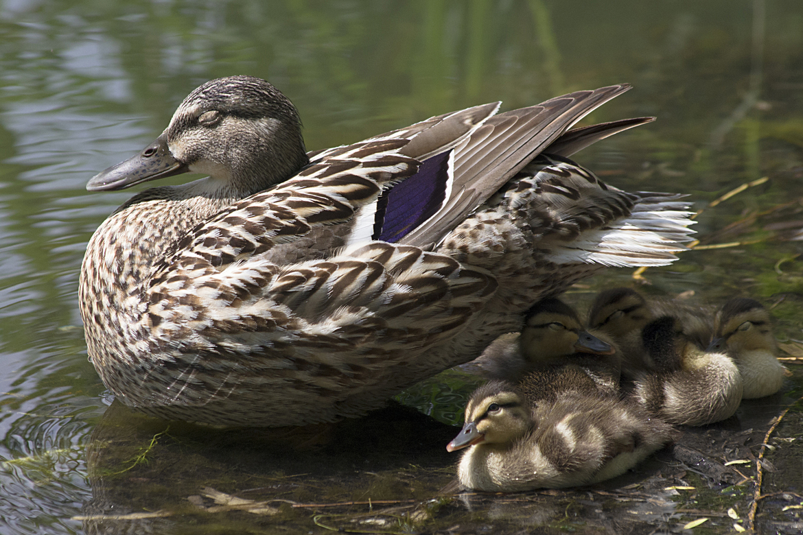 mallard duck, High Park Toronto, Canada