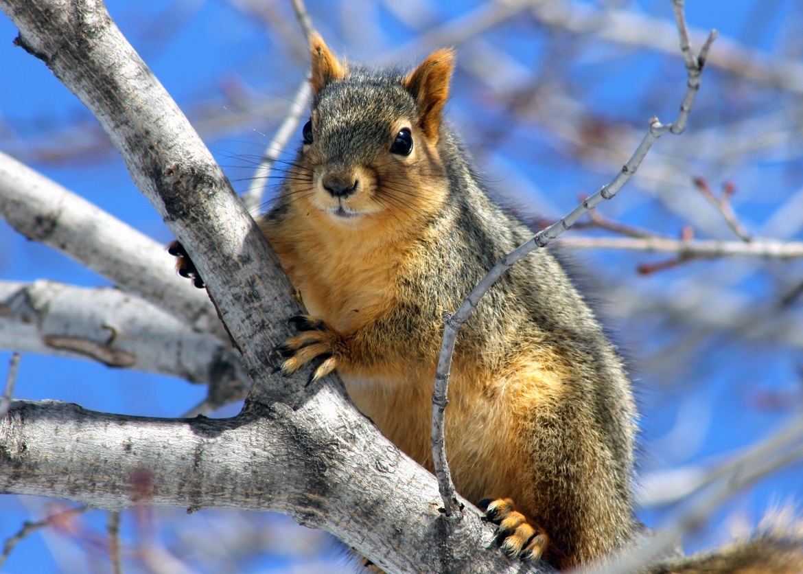 Fox Squirrel , Sioux Falls, United States of America