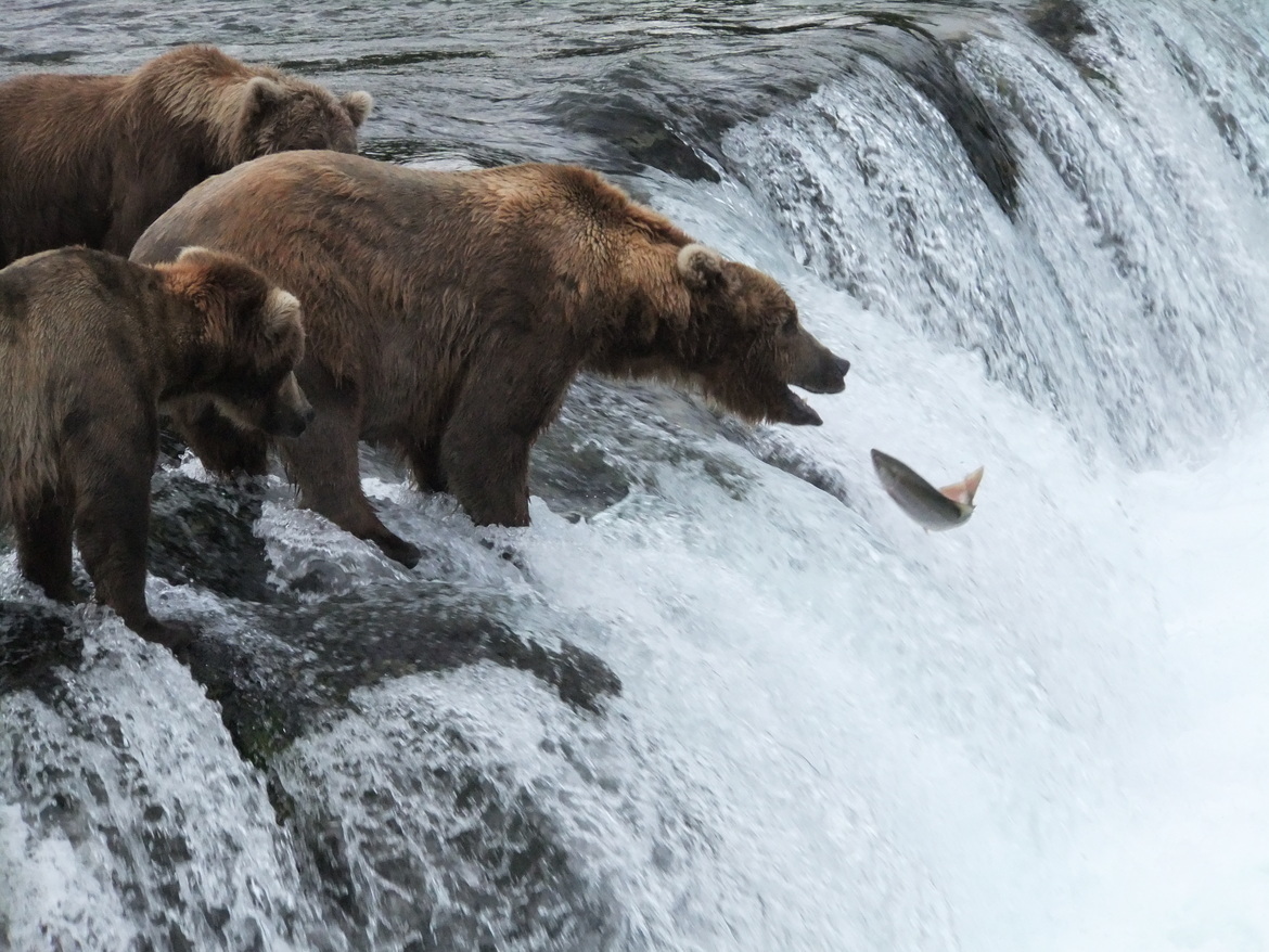 Coastal Grizzley, Brooks Falls, United States of America