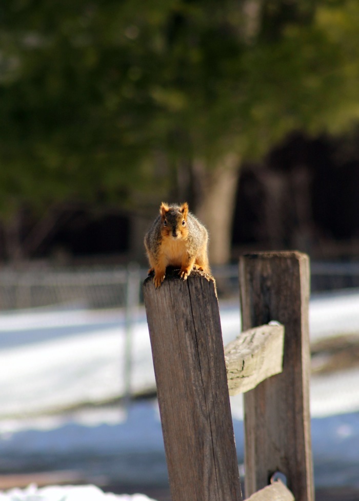 Fox Squirrel , Sioux Falls Park, United States of America