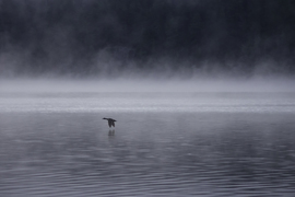 Grid duckinmist