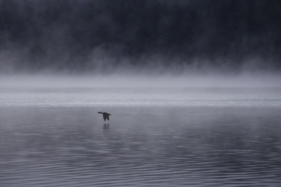 mallard duck, lake Baptiste near Bancroft, Ontario, Canada