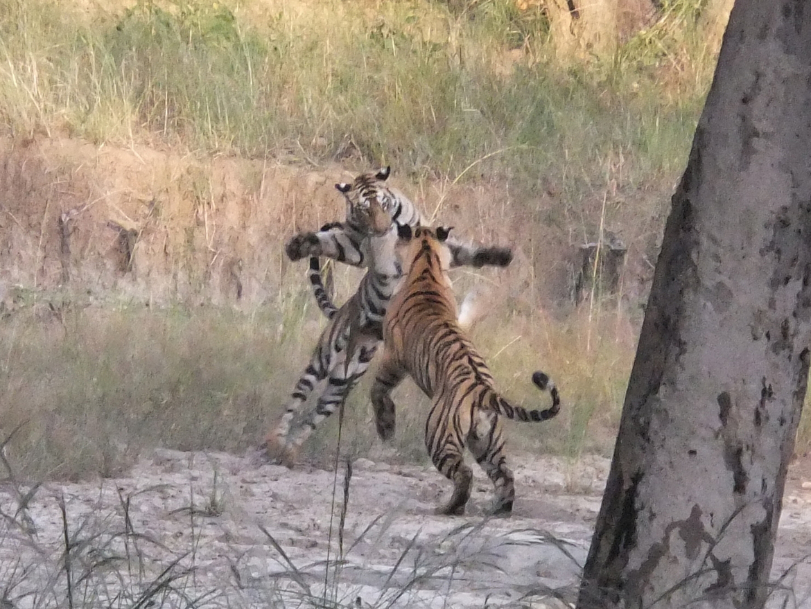 Indian tiger, Bandhavgarh Reserve, India