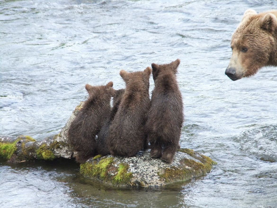 Coastal Grizzlies, Brooks Falls, Alaska, United States of America