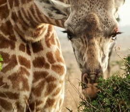 Grid giraffe5