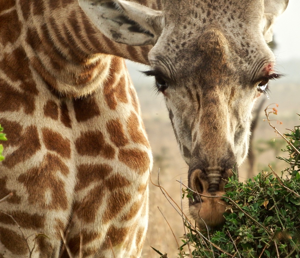 Giraffe, Serengeti, Tanzania, United Republic of