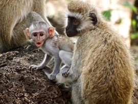 Grid monkeyooh