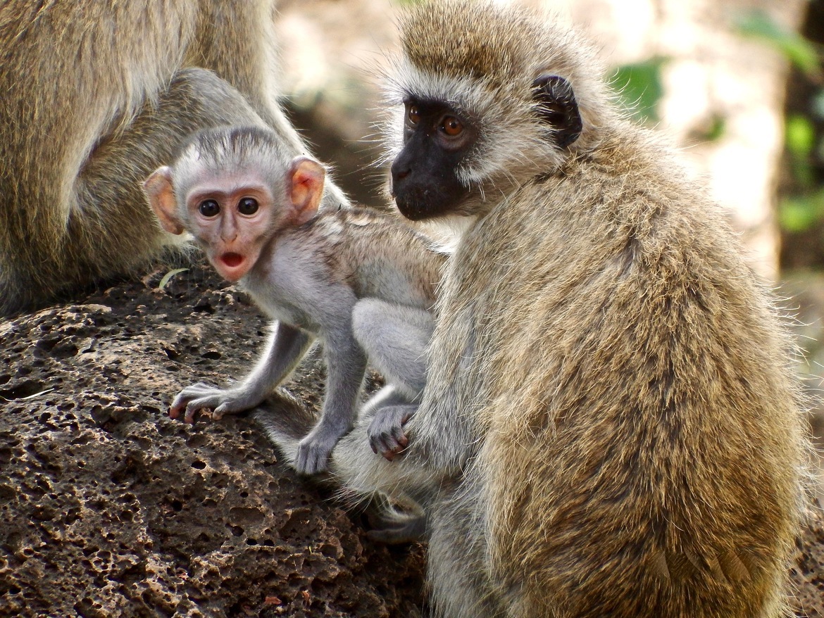 Vervet Monkey, Amboseli National Park, Kenya